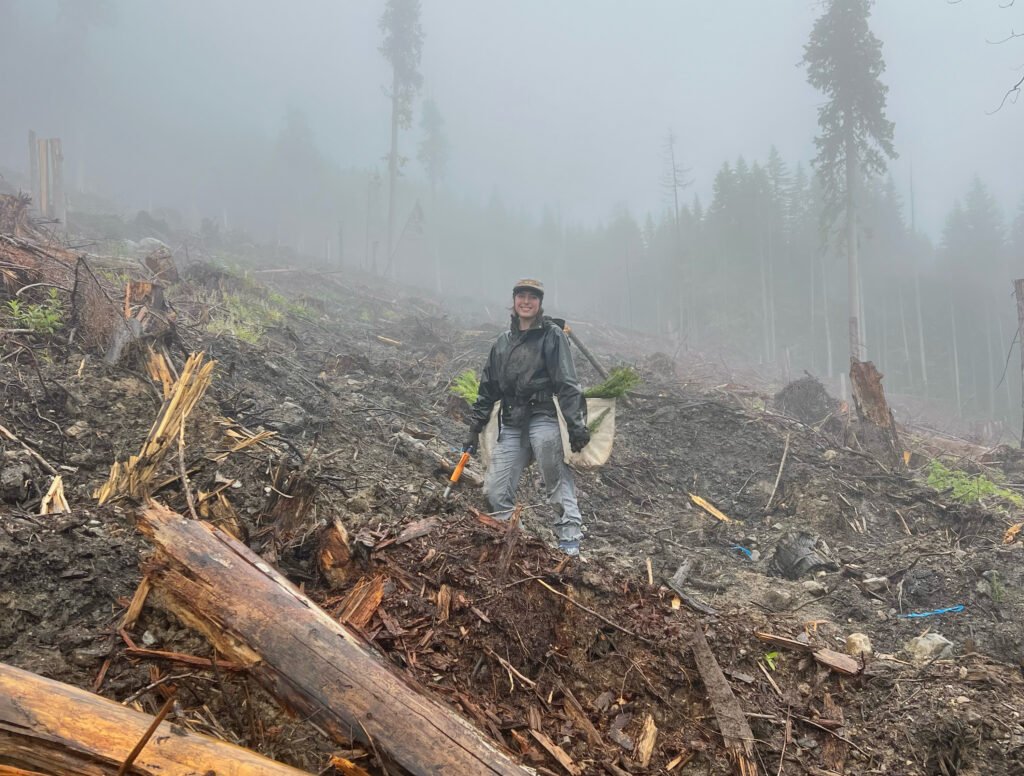 stella alone planting