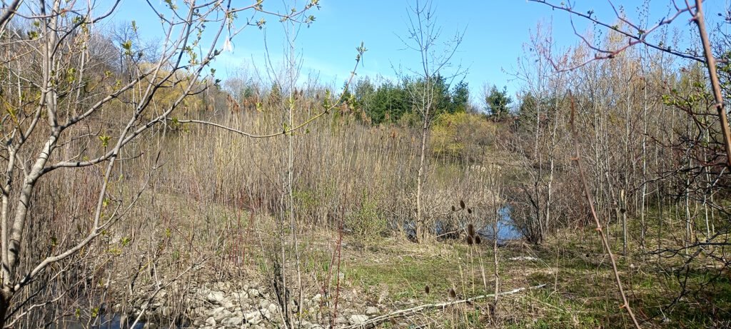 Ravine bordering Black Creek Forest impacted by plastic waste