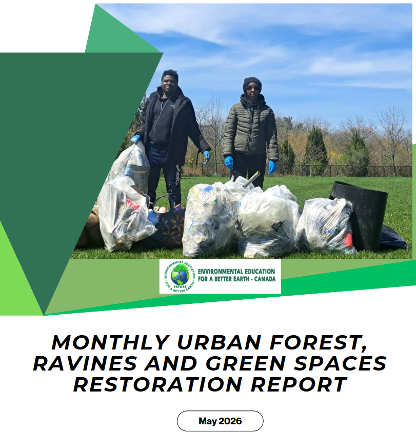 Toronto urban forest cleanup