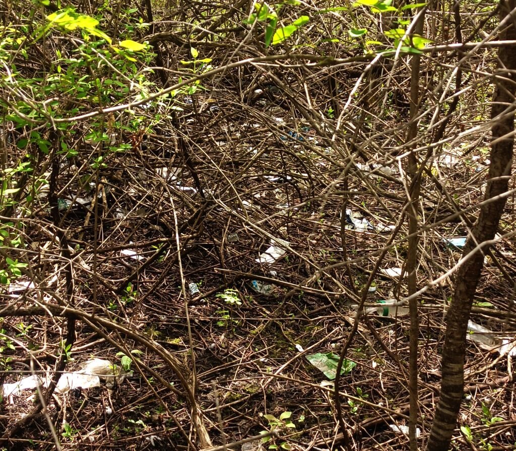 Toronto urban forest cleanup